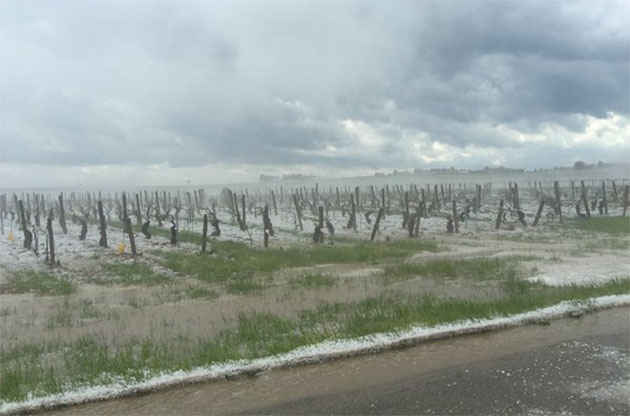 恶劣天气再袭法国勃艮第等多个葡萄产区受灾